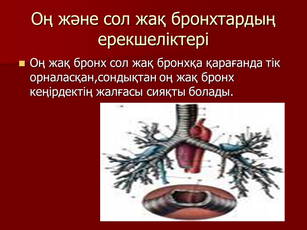 Оң және сол жақ бронхтардың ерекшеліктері Оң жақ бронх сол жақ бронхқа қарағанда тік